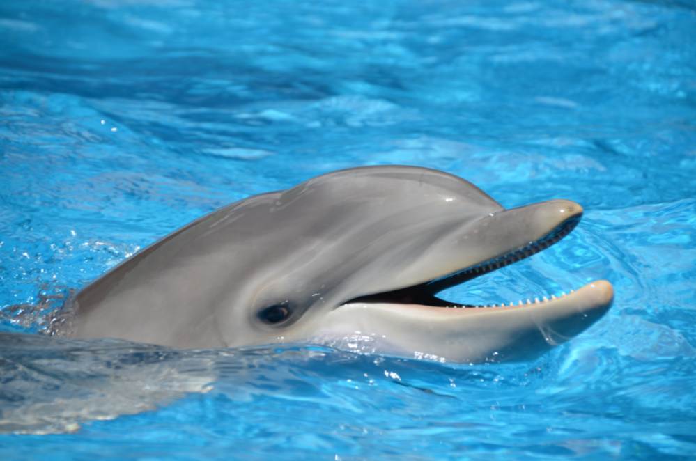 Dolphin Mundomar Benidorm 1